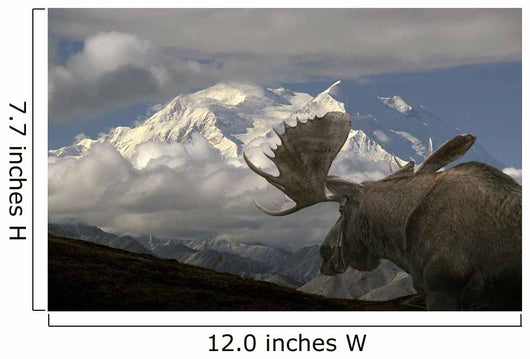 Bull Moose Walking toward Wall Decal