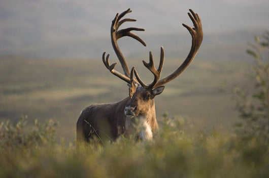 Bull Caribou Wall Decal