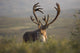 Bull Caribou Wall Decal