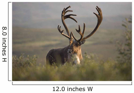 Bull Caribou Wall Decal