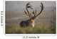 Bull Caribou Wall Decal