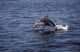Pacific White Sided Dolphin Wall Decal