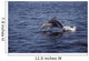 Pacific White Sided Dolphin Wall Decal