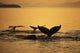 Composite Setting Sun Illuminates Wall Decal 1