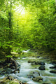 Moutain Stream