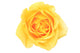 yellow rose Wall Decal