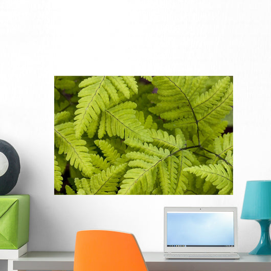 Up Ferns Growing Forest Wall Decal