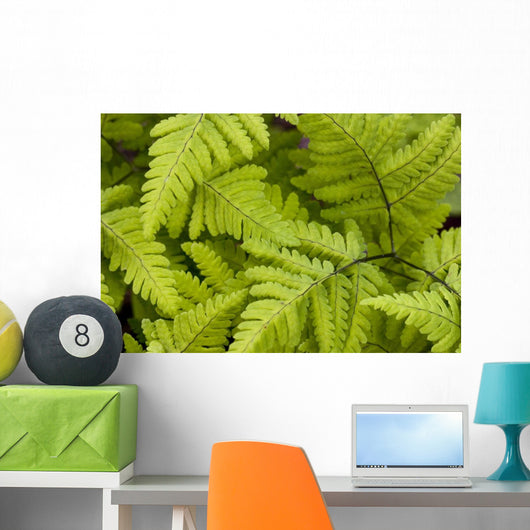 Up Ferns Growing Forest Wall Decal