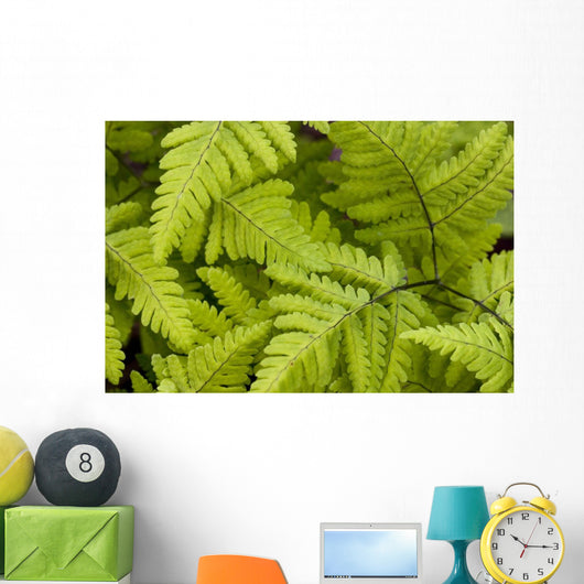 Up Ferns Growing Forest Wall Decal