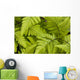 Up Ferns Growing Forest Wall Decal