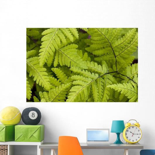 Up Ferns Growing Forest Wall Decal