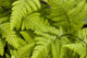 Up Ferns Growing Forest Wall Decal