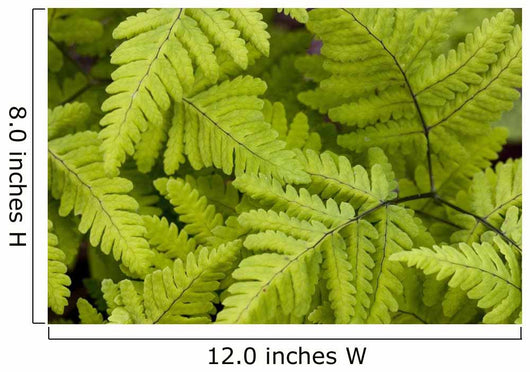 Up Ferns Growing Forest Wall Decal