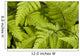 Up Ferns Growing Forest Wall Decal