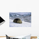Leopard Seal Laying Ice Wall Decal