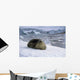 Leopard Seal Laying Ice Wall Decal