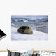 Leopard Seal Laying Ice Wall Decal