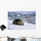 Leopard Seal Laying Ice Wall Decal