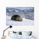 Leopard Seal Laying Ice Wall Decal