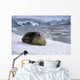 Leopard Seal Laying Ice Wall Decal