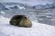 Leopard Seal Laying Ice Wall Decal