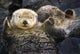 Captive Two Sea Otters Wall Decal