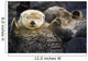 Captive Two Sea Otters Wall Decal