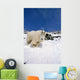 Mountain Goat Billy High Wall Decal