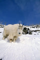 Mountain Goat Billy High Wall Decal