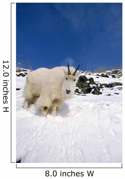 Mountain Goat Billy High Wall Decal