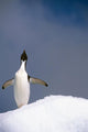 Portrait Single Adelie Penguin Wall Decal