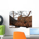 Leopard Tree Asleep Sunset Wall Mural