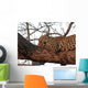 Leopard Tree Asleep Sunset Wall Mural