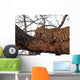 Leopard Tree Asleep Sunset Wall Mural