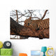 Leopard Tree Asleep Sunset Wall Mural