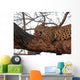 Leopard Tree Asleep Sunset Wall Mural