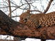 Leopard Tree Asleep Sunset Wall Mural