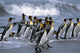 Group King Penguins Walking Wall Decal