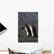 Pair King Penguins Preening Wall Decal
