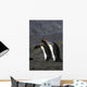 Pair King Penguins Preening Wall Decal
