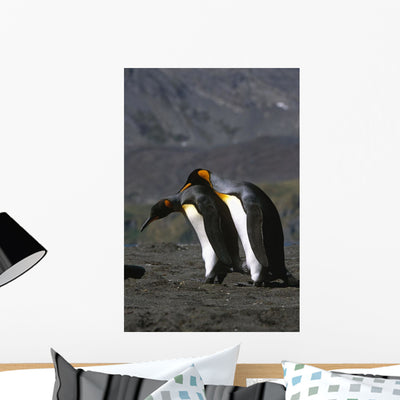 Pair King Penguins Preening Wall Decal shown on a wall