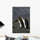 Pair King Penguins Preening Wall Decal