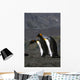 Pair King Penguins Preening Wall Decal