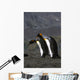 Pair King Penguins Preening Wall Decal