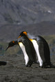 Pair King Penguins Preening Wall Decal
