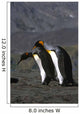 Pair King Penguins Preening Wall Decal