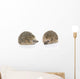 Igel Erinaceus Europaeus