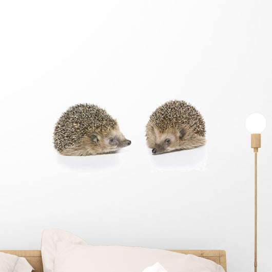 Igel Erinaceus Europaeus
