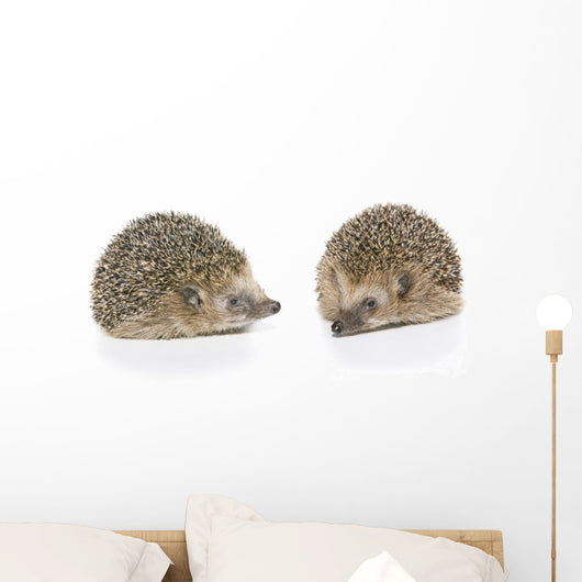 Igel Erinaceus Europaeus