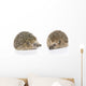Igel Erinaceus Europaeus